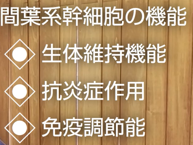  間葉系幹細胞役割.png