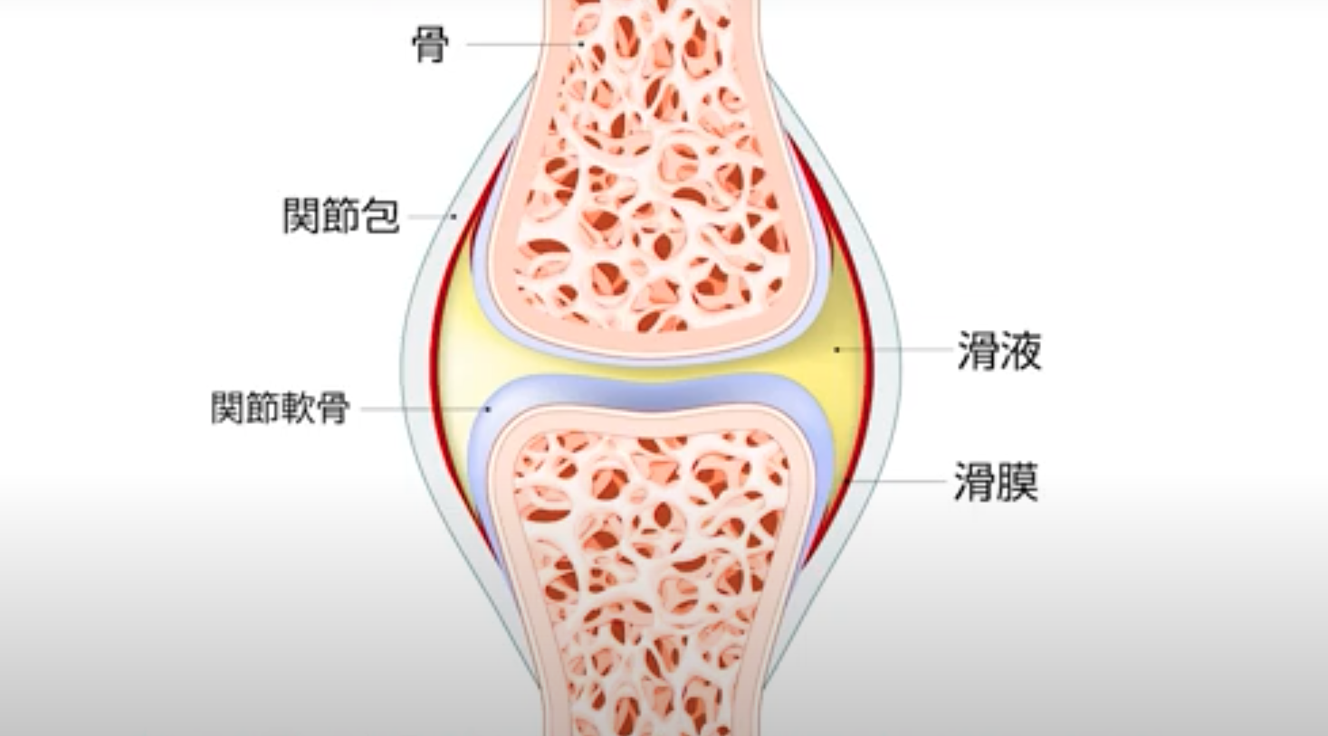 膝の滑膜.png